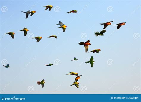 Parrots flying in the sky. stock image. Image of white - 113292159