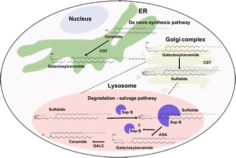 The metabolism of sulfatide. The de novo synthesis of sulfatide begins... | Download Scientific ...