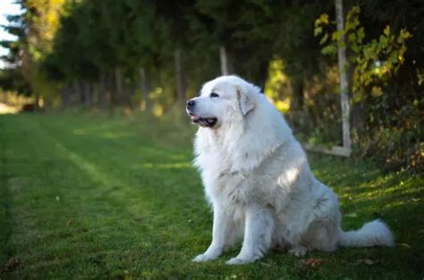 Great Pyrenees Training Tips You Didn’t Know You Needed