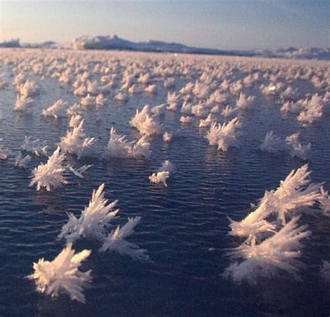 Wow Science on Instagram: “Frost flowers, a strange phenomenon where frost grows from ...