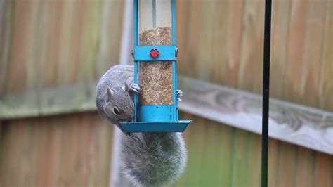 A Squirrel Eating Nuts Free Stock Video Footage, Royalty-Free 4K & HD ...