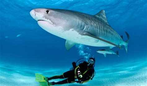 Top 5 Destinations for Scuba Diving with Sharks - AquaViews