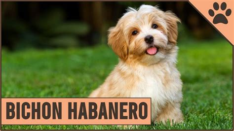 Bichon Habanero (Havanese) Información De Raza De Perro | Perros Mundo - YouTube