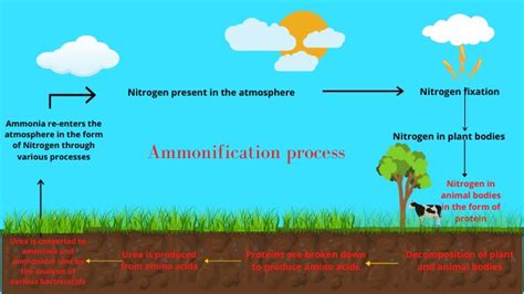 Ammonification: Definition, process, and impact - Science Query