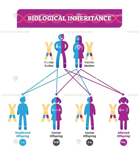 Biological inheritance medical vector illustration diagram | Medical ...