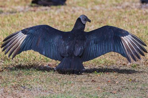 Black Vulture | Turkey Vultures or Black Vultures? - Buffalo Bill ...