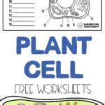 Plant Cell Worksheets - Superstar Worksheets