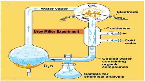 L3: Urey Miller Experiment | Evolution | Pre-medical - NEET/AIIMS - YouTube