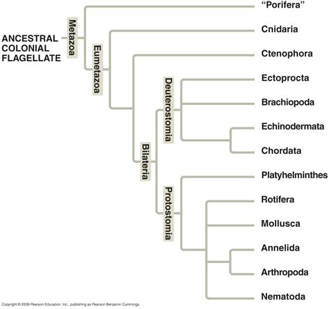 Phylogenetic Tree Of Animals ~ FUROSEMIDE