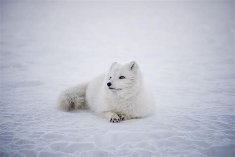 Arctic Fox 4K Wallpapers - Top Free Arctic Fox 4K Backgrounds - WallpaperAccess