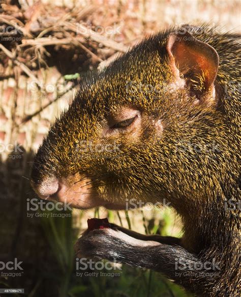 Agouti Stock Photo - Download Image Now - Agouti - North Africa, Animal ...