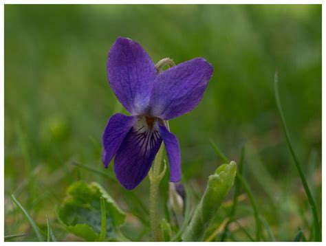 Viola odorata photo - fdt photos at pbase.com