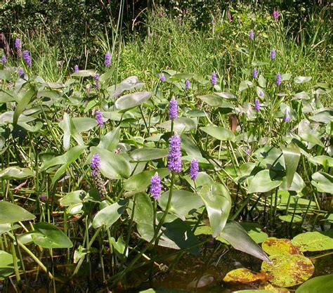 Florida's Wetlands: Common Plants of Florida's Wetland