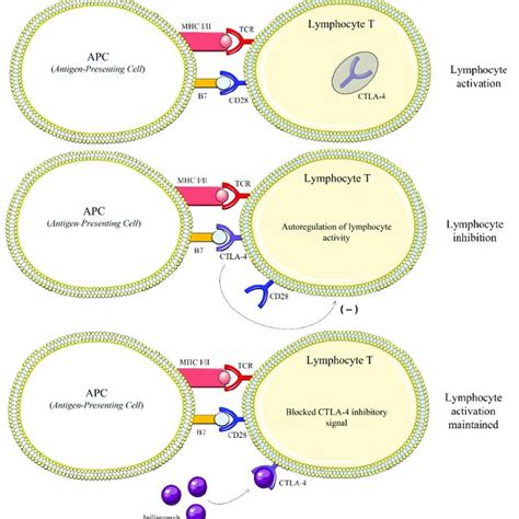 Mechanism of action of ipilimumab, used in melanoma immunotherapy.... | Download Scientific Diagram