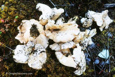 Oregon Chanterelles | Wild Edible Mushrooms - Oregon Discovery