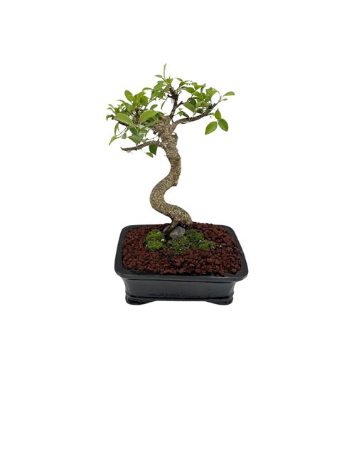 Bonsai Kits