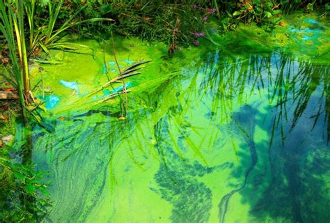 Florida Health Officials Issue Blue-Green Algae Bloom Alert for Lake Marian