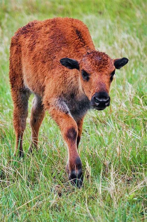 Baby American Bison