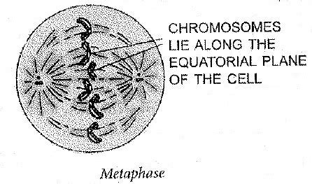 Draw a labeled diagram to show the metaphase stage of mitosis in an ...