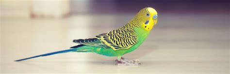 Budgie Bird: All You Should Know About This Little Bird