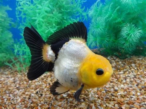 Image result for panda oranda goldfish | Oranda goldfish, Goldfish, Goldfish pond