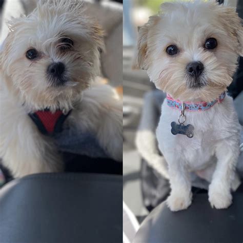 First grooming! : r/Maltipoo