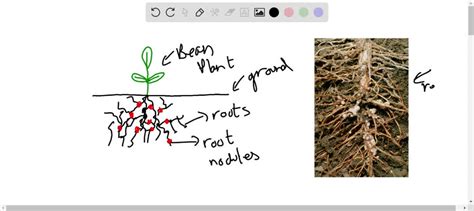 Root Nodules Diagram Cheap Sell | gbu-presnenskij.ru