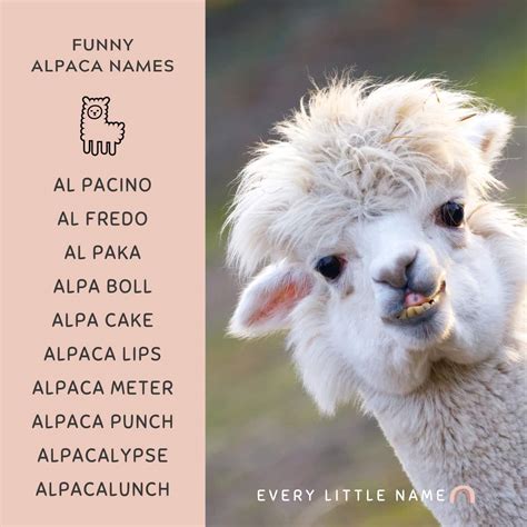 170+ Adorable Alpaca Names (Best, Funny, and Unique) - Every Little Name