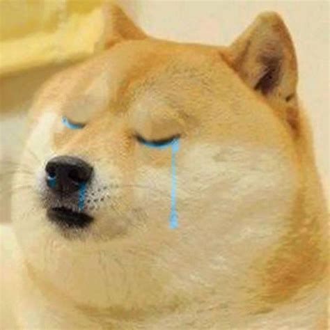 Random images Crying Doge wallpaper and background photos (37222351)