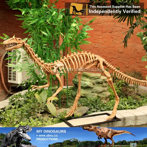 Full Size Coelophysis Fossil Dinosaur Skeleton Replica for Sale