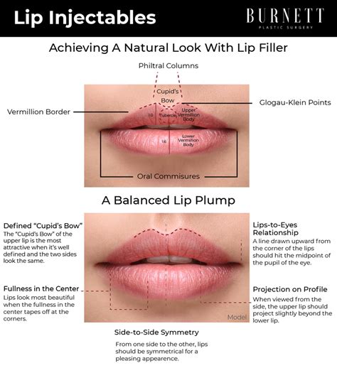 Anatomy Of Lips Pdf | Lipstutorial.org