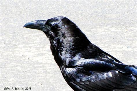 Crows Ravens, Reference, Photos, Animals, Art, Ravens, Art Background ...