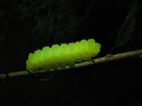 Powdermill Nature Reserve : Carnegie Museum of Natural History | Carnegie museum, Beautiful ...