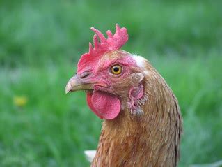 Head of a hen | A hen at my grandparents' | Filip Maljković | Flickr