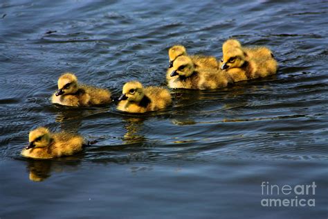 First swim baby geese Photograph by Nick Gustafson