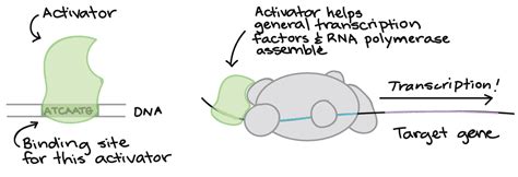 Transcription Factors