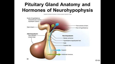 Hormones of Neurohypophysis - Vasopressin | Zoology (Tamil) - YouTube