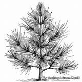 Pine Tree Coloring Pages  Free & Printable sketch template