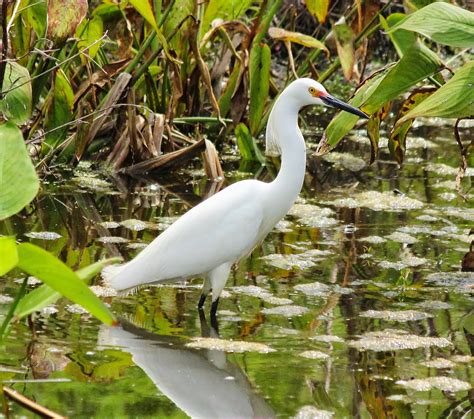 Joan and Dan's Birding Blog: Snowy Egret