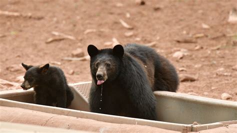 Photos Reveal Arizona’s Daring Plan to Save Wildlife From Drought