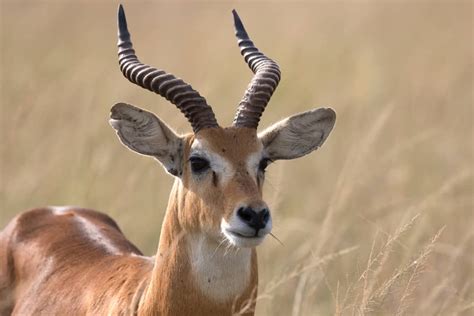 What Do Antelopes Eat? (Diet & Facts)