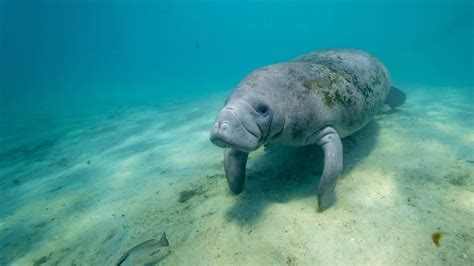 Stunning Places to See Manatees in Florida near Orlando