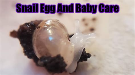 Caring For Giant African Land Snail Eggs And Babies - YouTube