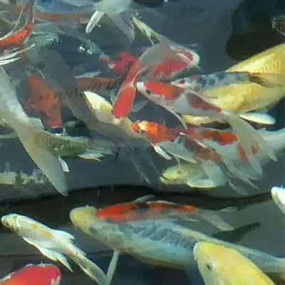 Shubunkin Goldfish Guide (Facts, Care, Lifespan) - Pond Informer