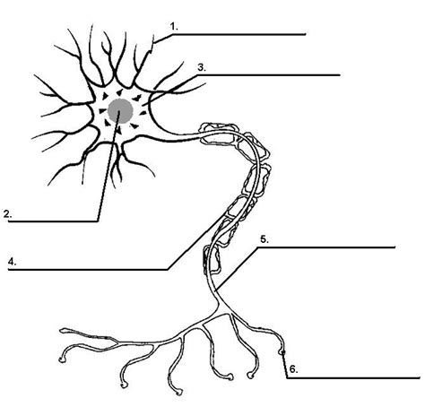 Neurons are responsible for passing information around the central ...