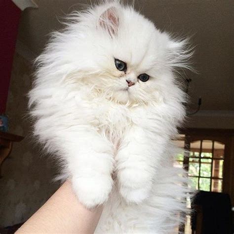 Current Inspiration // MOOD - Fashion Chalet by Erika Marie | Long haired cats, Fluffy kittens, Cats