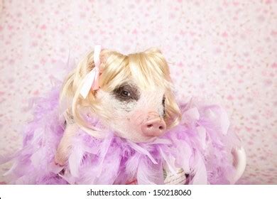 Pig In A Wig Clipart Black