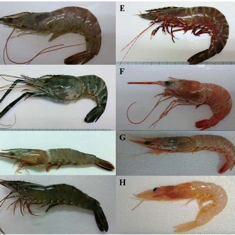 Eight shrimp species in Taiwan. a Whiteleg shrimp (Litopenaeus... | Download Scientific Diagram