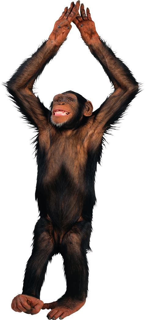 Monkey PNG Transparent Images, Pictures, Photos