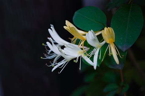 Japanese Honeysuckle Flowers Plant - Free photo on Pixabay - Pixabay